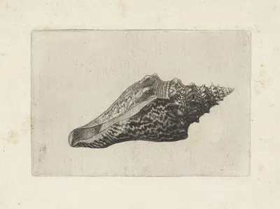 Tuba false fusus (Hemifusus tuba) by Венцеслав Голлар, 1644-1652 — digital art print download
