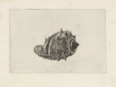 West Indian crown conch (Melongena melongena) by Венцеслав Голлар, 1644-1652 — digital art print download