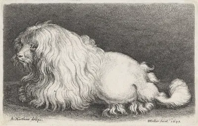 Witte hond by Венцеслав Голлар, 1649 — digital art print download