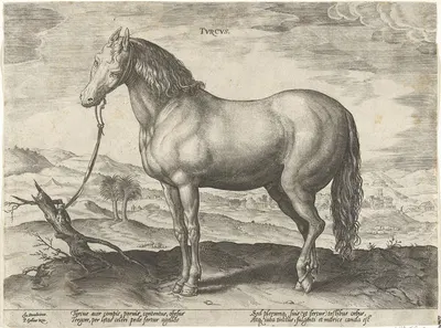 Tvrcus by Jan Collaert the Elder, 1578 - 1582 — digital art print download