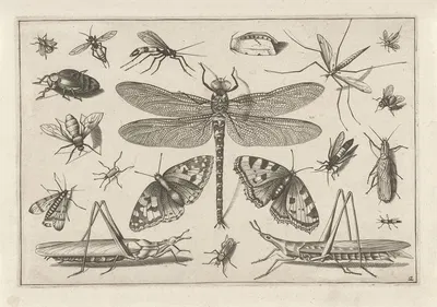 Diversae Insectarum Volatilium Pl.02 by Jacob Hoefnagel, 1630 — digital art print download