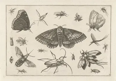 Diversae Insectarum Volatilium Pl.03 by Jacob Hoefnagel, 1630 — digital art print download
