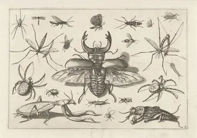 Diversae Insectarum Volatilium Pl.04 by Jacob Hoefnagel, 1630 — digital art print download