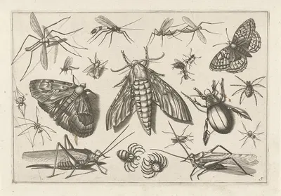 Diversae Insectarum Volatilium Pl.05 by Jacob Hoefnagel, 1630 — digital art print download