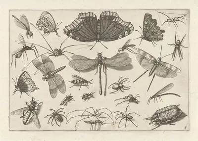 Diversae Insectarum Volatilium Pl.06 by Jacob Hoefnagel, 1630 — digital art print download