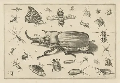 Diversae Insectarum Volatilium Pl.07 by Jacob Hoefnagel, 1630 — digital art print download