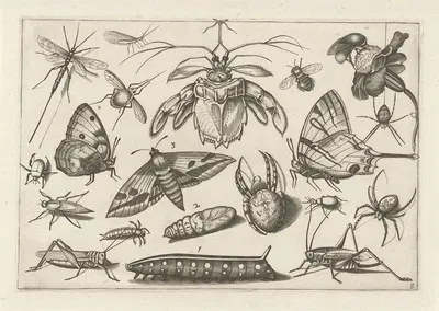 Diversae Insectarum Volatilium Pl.08 by Jacob Hoefnagel, 1630 — digital art print download