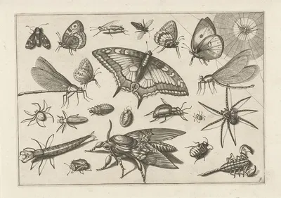 Diversae Insectarum Volatilium Pl.09 by Jacob Hoefnagel, 1630 — digital art print download