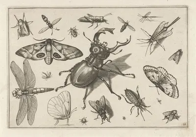 Diversae Insectarum Volatilium Pl.10 by Jacob Hoefnagel, 1630 — digital art print download