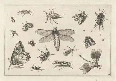 Diversae Insectarum Volatilium Pl.11 by Jacob Hoefnagel, 1630 — digital art print download