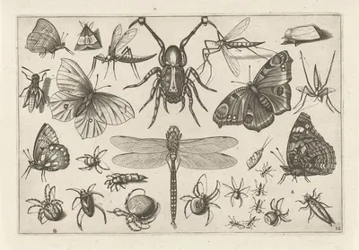 Diversae Insectarum Volatilium Pl.12 by Jacob Hoefnagel, 1630 — digital art print download