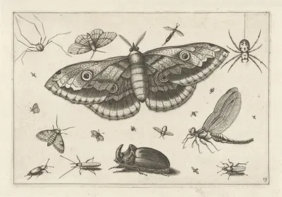 Diversae Insectarum Volatilium Pl.13 by Jacob Hoefnagel, 1630 — digital art print download