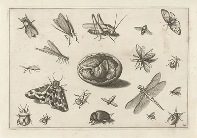 Diversae Insectarum Volatilium Pl.14 by Jacob Hoefnagel, 1630 — digital art print download