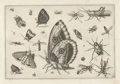 Diversae Insectarum Volatilium Pl.15 by Jacob Hoefnagel, 1630 — digital art print download
