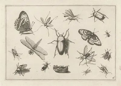 Diversae Insectarum Volatilium Pl.16 by Jacob Hoefnagel, 1630 — digital art print download
