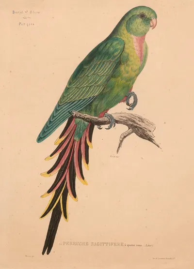 Perruche sagittifère à queue rose (Lear) by Jacques Christophe Werner, 1875 — digital art print download