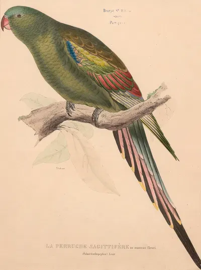 Perruche sagittifère au manteau fleuri (Palaor Anthopeplus) Lear by Jacques Christophe Werner, 1875 — digital art print…