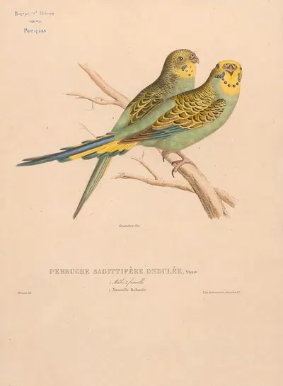 Perruche sagittifère ondulée, Shaw. Mâle et femelle (Nouvelle Hollande) by Jacques Christophe Werner, 1875 — digital art…