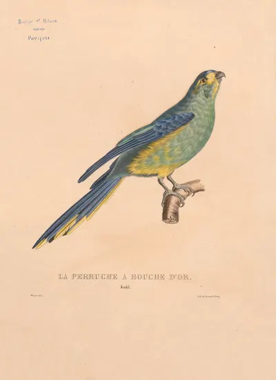 Perruche à bouche d'or, Kuhl by Jacques Christophe Werner, 1875 — digital art print download