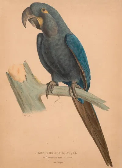 Perruche-ara glauque ou guacamayo bleu d'Azzara (du Paraguay) by Jacques Christophe Werner, 1875 — digital art print download
