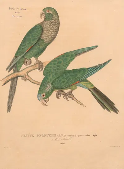Petite perruche-ara variée à queue noire Spix; mâla et femelle. Brésil by Jacques Christophe Werner, 1875 — digital art…