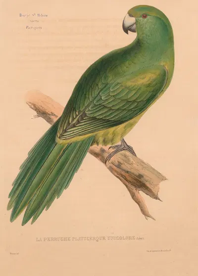 Perruche platycerque unicolore (Léar) by Jacques Christophe Werner, 1875 — digital art print download