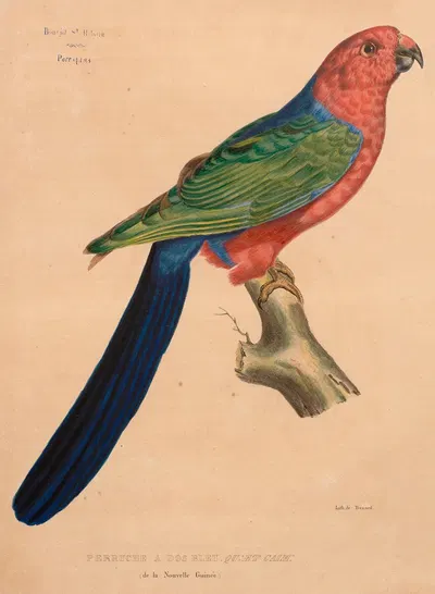 Perruche à dos bleu, Qu; et Gaim (de la Nouvelle Guinée) by Jacques Christophe Werner, 1875 — digital art print download