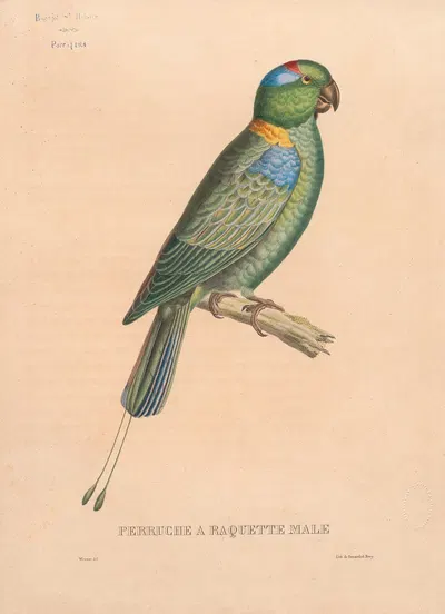 Perruche à raquette, mâle by Jacques Christophe Werner, 1875 — digital art print download