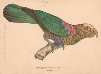 Perroquet maillé de Cayenne, Buff. by Jacques Christophe Werner, 1875 — digital art print download
