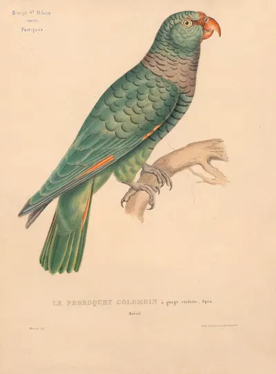 Perroquet colombin à gorge violette, Spix. Brésil by Jacques Christophe Werner, 1875 — digital art print download