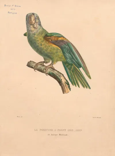 Perruche à front gris, Less (de l'Amérique méridionnale) by Jacques Christophe Werner, 1875 — digital art print download