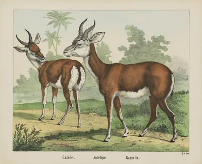 Antelope. by Joseph Scholz, 1829 - 1880 — digital art print download
