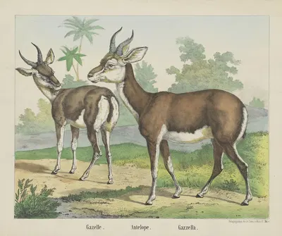 Antelope by Joseph Scholz, 1829 - 1880 — digital art print download