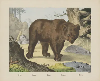 Bear by Joseph Scholz, 1829 - 1880 — digital art print download