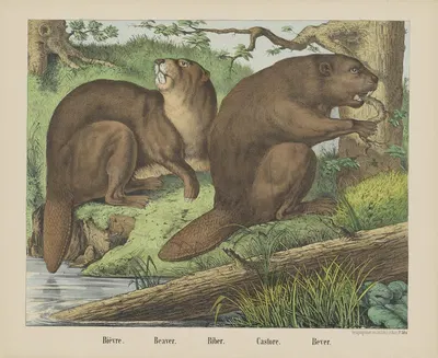Beaver by Joseph Scholz, 1829 - 1880 — digital art print download