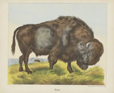 Bison by Joseph Scholz, 1829 - 1880 — digital art print download