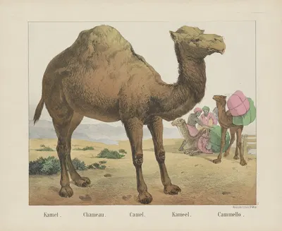 Camel by Joseph Scholz, 1829 - 1880 — digital art print download