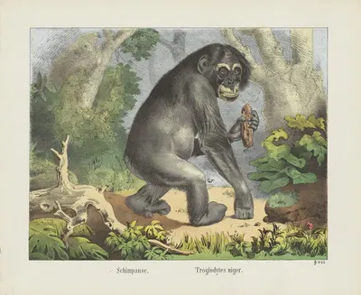 Chimpanzee by Joseph Scholz, 1829 - 1880 — digital art print download