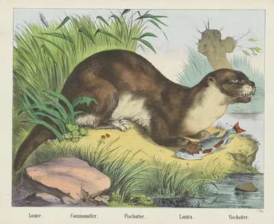 Common otter by Joseph Scholz, 1829 - 1880 — digital art print download