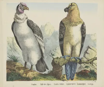 Condor by Joseph Scholz, 1829 - 1880 — digital art print download