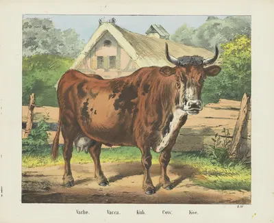 Cow by Joseph Scholz, 1829 - 1880 — digital art print download