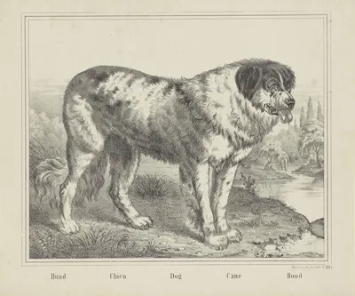 Dog by Joseph Scholz, 1829 - 1880 — digital art print download