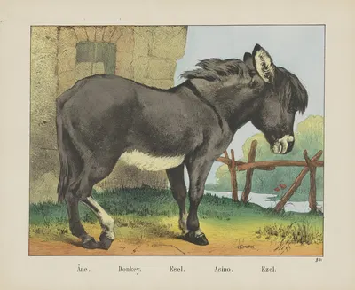 Donkey by Joseph Scholz, 1829 - 1880 — digital art print download