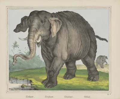 Elephant by Joseph Scholz, 1829 - 1880 — digital art print download