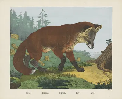 Fox by Joseph Scholz, 1829 - 1880 — digital art print download