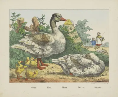 Geese by Joseph Scholz, 1829 - 1880 — digital art print download