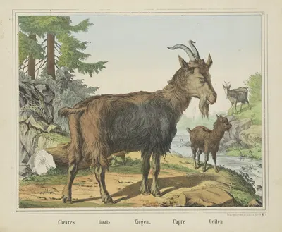 Goats by Joseph Scholz, 1829 - 1880 — digital art print download