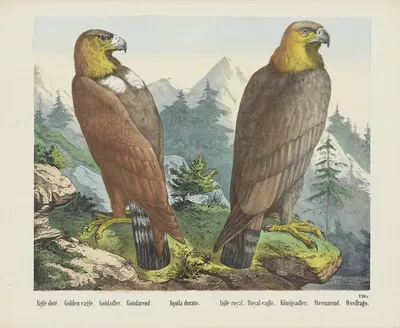 Golden eagle by Joseph Scholz, 1829 - 1880 — digital art print download