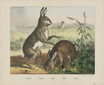Hare by Joseph Scholz, 1829 - 1880 — digital art print download
