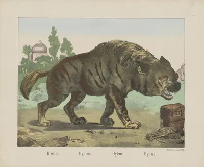 Hyena by Joseph Scholz, 1829 - 1880 — digital art print download